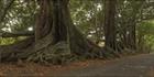 Norfolk Island Banyan - NSW (PBH4 00 12047)